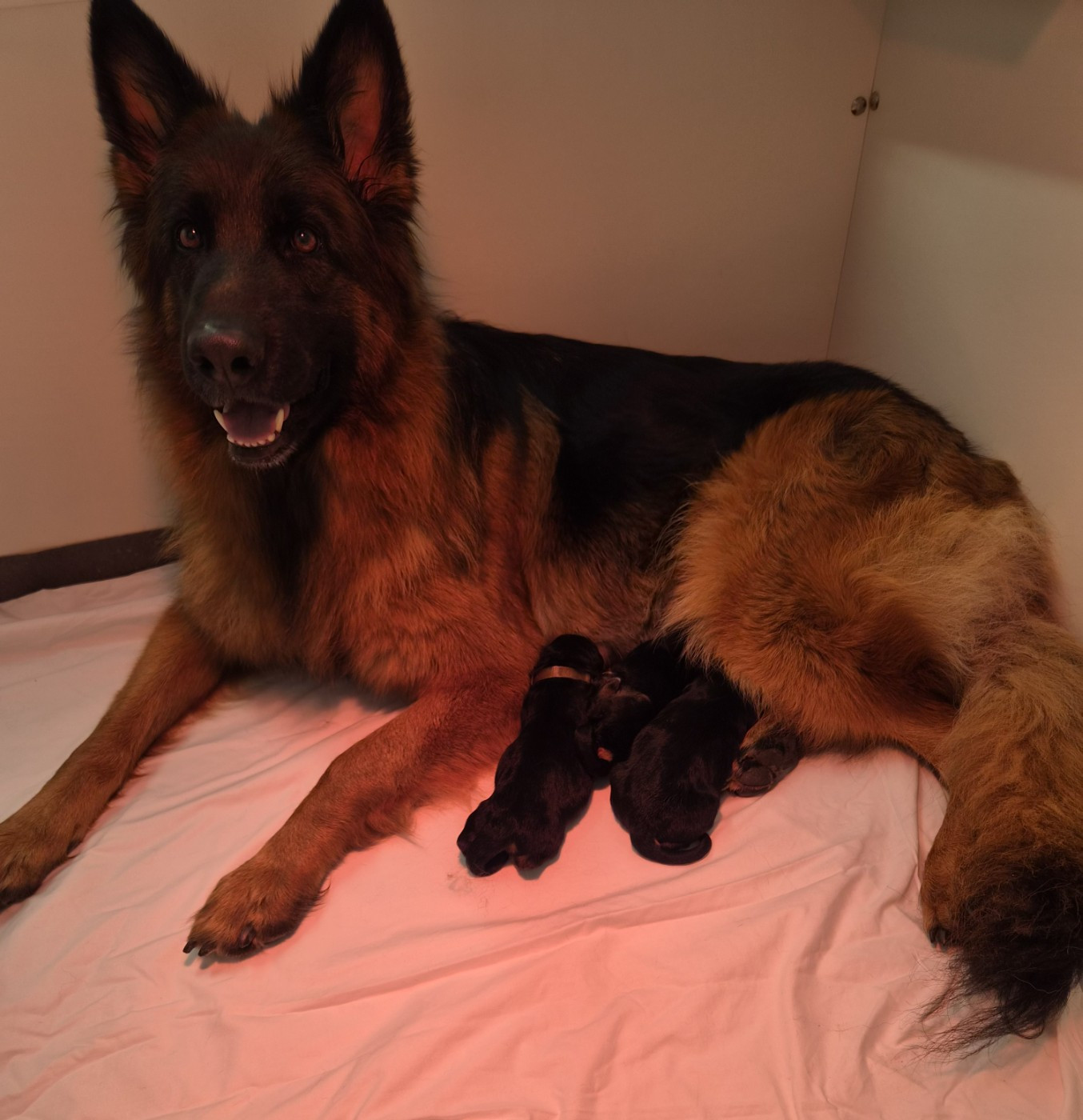 Naissance chiots Tempête et Toner