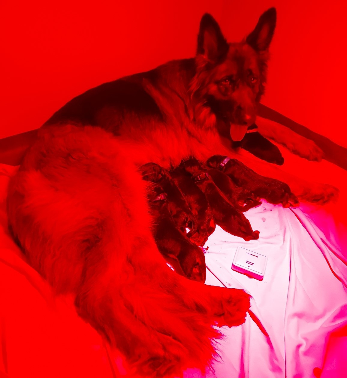 Chiot Berger Allemand Poil Long du Domaine de la Leyssonie