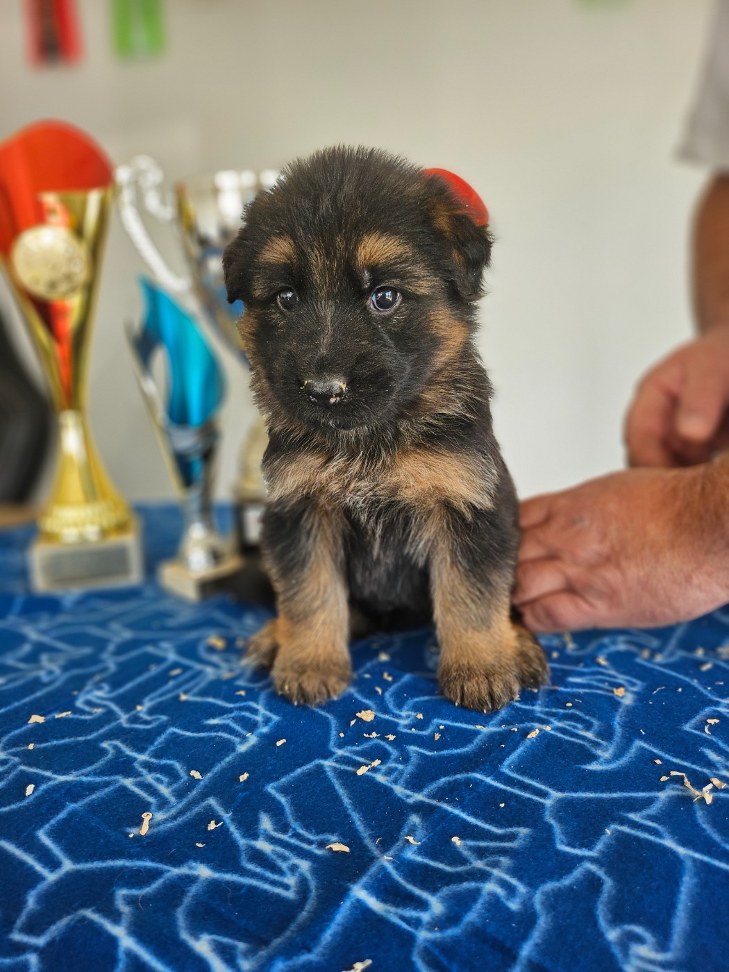 du Domaine de la Leyssonie - Chiots disponibles - Berger Allemand Poil Long