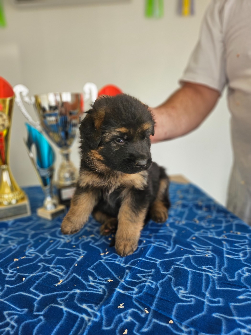 CHIOT 2 collier rose