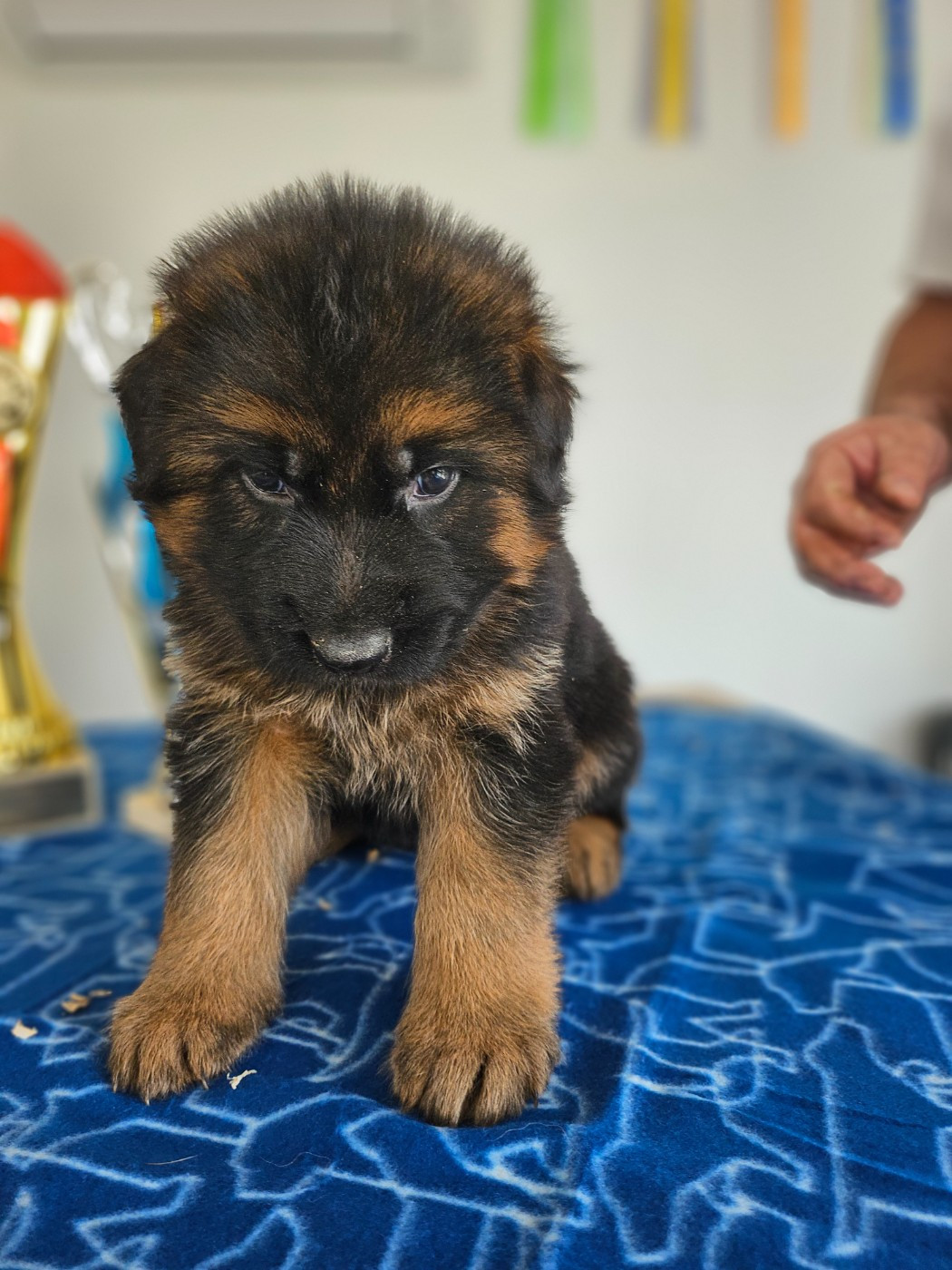 CHIOT 4 collier noir