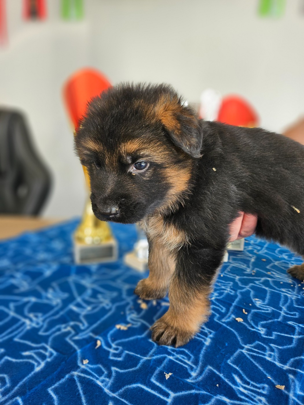 CHIOT 5 collier vert