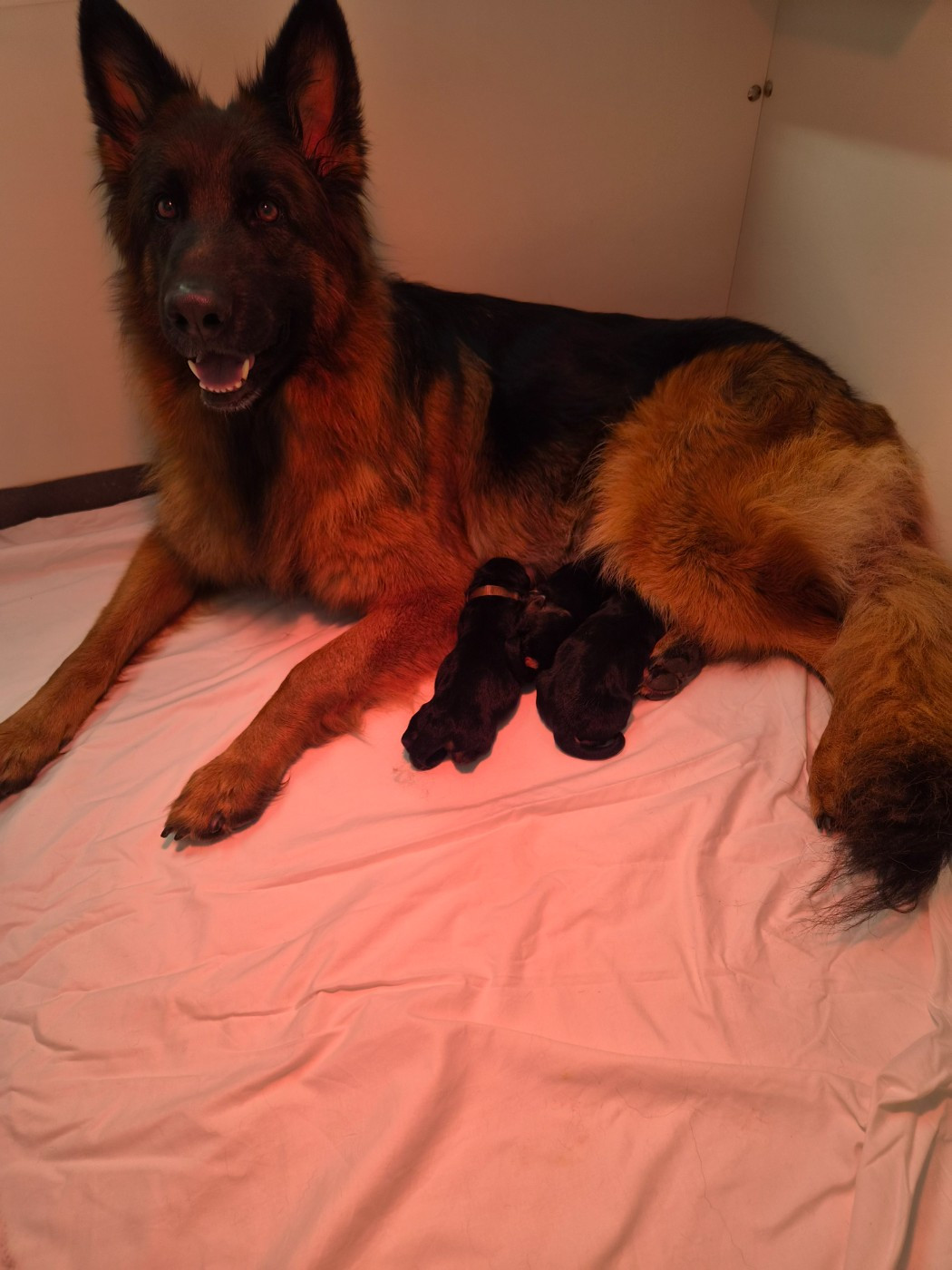 Chiot Berger Allemand Poil Long du Domaine de la Leyssonie