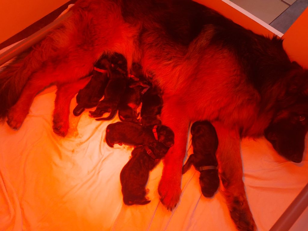 Chiot Berger Allemand Poil Long du Domaine de la Leyssonie